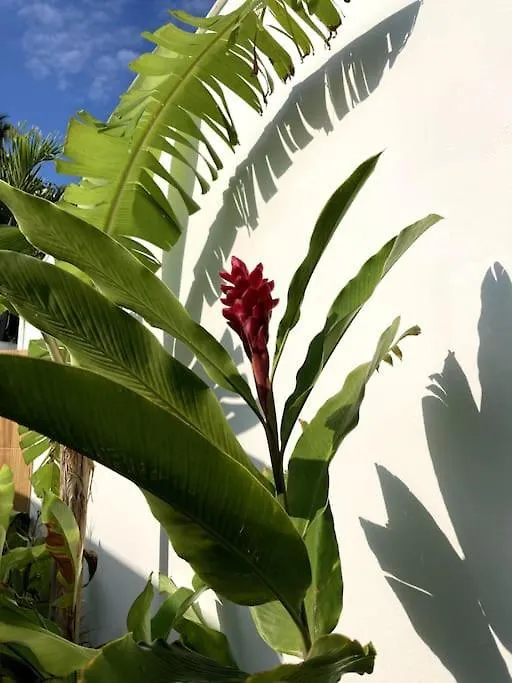Chant Des Sirenes Villa Las Terrenas